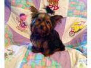 Yorkshire Terrier Puppy for sale in DELANO, TN, USA