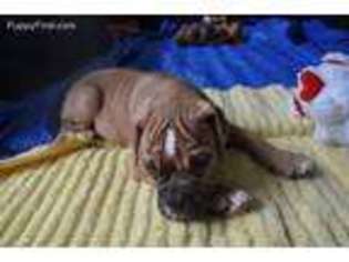 Olde English Bulldogge Puppy for sale in San Antonio, TX, USA