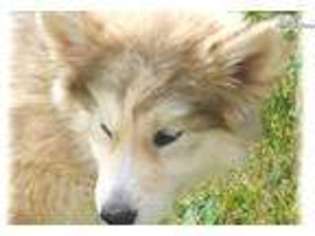 Wolf Hybrid Puppy for sale in Las Vegas, NV, USA