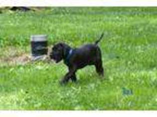 Great Dane Puppy for sale in Jonesboro, IN, USA