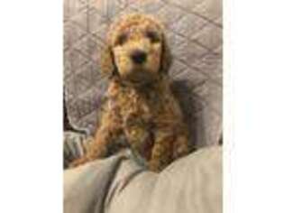 Labradoodle Puppy for sale in Crowley, TX, USA