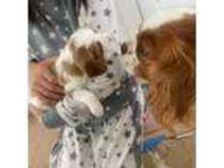 Cavalier King Charles Spaniel Puppy for sale in Seal Beach, CA, USA