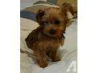 Yorkshire Terrier Puppy for sale in CONVERSE, TX, USA