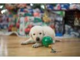 Labrador Retriever Puppy for sale in Winston Salem, NC, USA