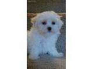 Maltese Puppy for sale in Loveland, OH, USA