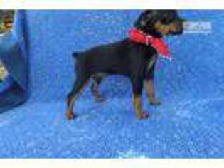 Miniature Pinscher Puppy for sale in Los Angeles, CA, USA