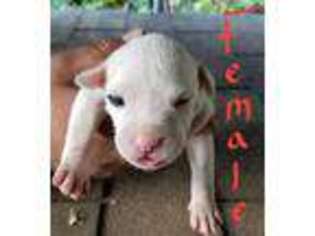 American Bulldog Puppy for sale in Raleigh, NC, USA