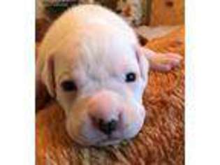 Boxer Puppy for sale in Punta Gorda, FL, USA