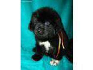 Newfoundland Puppy for sale in Vassar, MI, USA