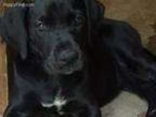 Great Dane Puppy for sale in Highlands, TX, USA