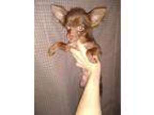 Chihuahua Puppy for sale in Cadiz, KY, USA