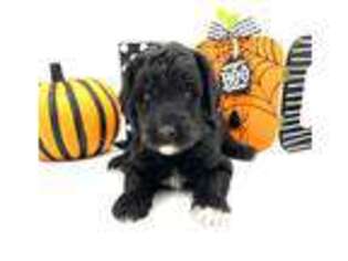 Goldendoodle Puppy for sale in Great Falls, MT, USA