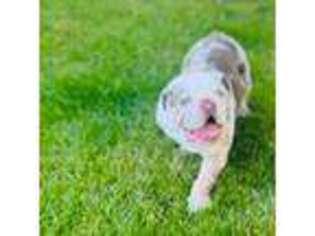Olde English Bulldogge Puppy for sale in Boston, MA, USA