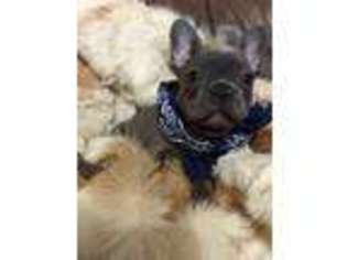 French Bulldog Puppy for sale in Salmon, ID, USA