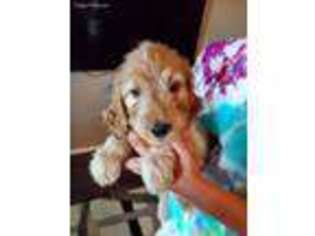 Goldendoodle Puppy for sale in Waxahachie, TX, USA