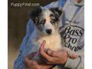Australian Shepherd Puppy for sale in Lexington, OK, USA