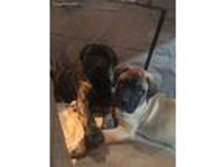 Mastiff Puppy for sale in South Holland, IL, USA