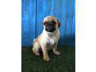 Pug Puppy for sale in Glendale, AZ, USA