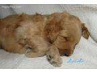 Goldendoodle Puppy for sale in Romulus, NY, USA