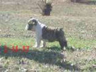 Bulldog Puppy for sale in Van Buren, AR, USA