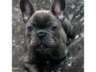 French Bulldog Puppy for sale in Lumberton, MS, USA