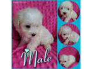 Maltese Puppy for sale in London, KY, USA