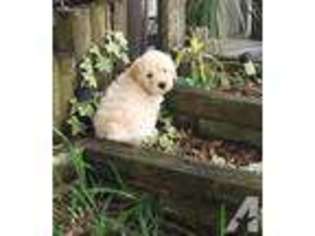 Goldendoodle Puppy for sale in APOPKA, FL, USA