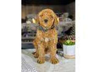 Goldendoodle Puppy for sale in Atlanta, GA, USA