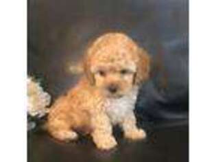 Shih-Poo Puppy for sale in Hampton, CT, USA