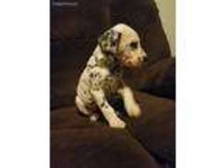 Dalmatian Puppy for sale in Moberly, MO, USA