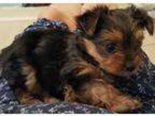 Yorkshire Terrier Puppy for sale in Haltom City, TX, USA