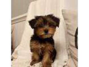 Yorkshire Terrier Puppy for sale in Knightdale, NC, USA