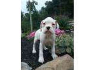 Boxer Puppy for sale in Mc Veytown, PA, USA