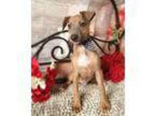 Italian Greyhound Puppy for sale in Havana, AR, USA