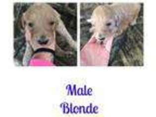 Goldendoodle Puppy for sale in Hopkinsville, KY, USA