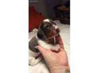 Dachshund Puppy for sale in Sacramento, CA, USA