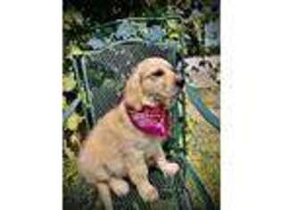 Golden Retriever Puppy for sale in Russiaville, IN, USA