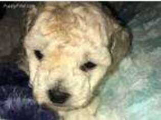 Mutt Puppy for sale in Cape Girardeau, MO, USA