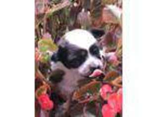 Chihuahua Puppy for sale in Greenville, TX, USA