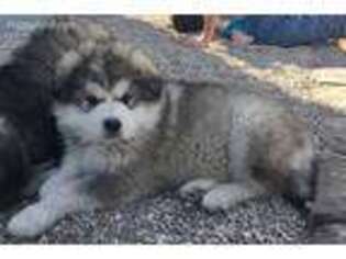 Alaskan Malamute Puppy for sale in Newberry Springs, CA, USA