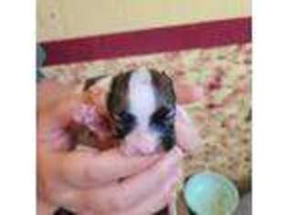 Papillon Puppy for sale in Platteville, WI, USA