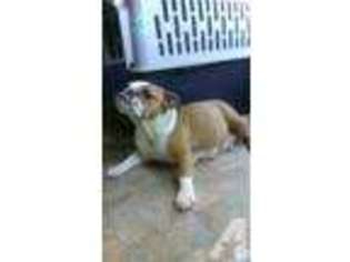 Bulldog Puppy for sale in ROCKY MOUNT, VA, USA