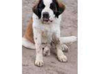 Saint Bernard Puppy for sale in Camby, IN, USA