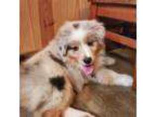 Australian Shepherd Puppy for sale in Blairsville, GA, USA