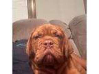 American Bull Dogue De Bordeaux Puppy for sale in Nanjemoy, MD, USA