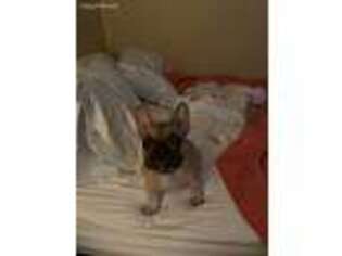 French Bulldog Puppy for sale in Hermitage, TN, USA