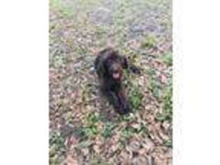 Labradoodle Puppy for sale in Brooksville, FL, USA