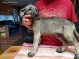 Irish Wolfhound Puppy for sale in Scottsville, KY, USA