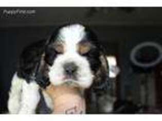 Cocker Spaniel Puppy for sale in Medaryville, IN, USA