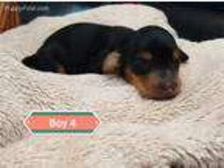 Dachshund Puppy for sale in Jackson, GA, USA